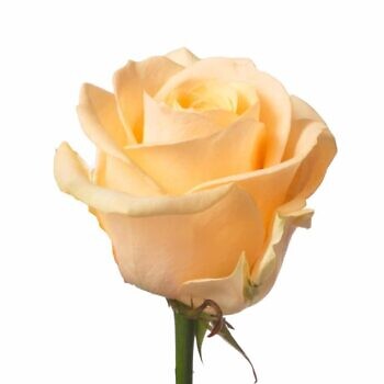 Roses by piect